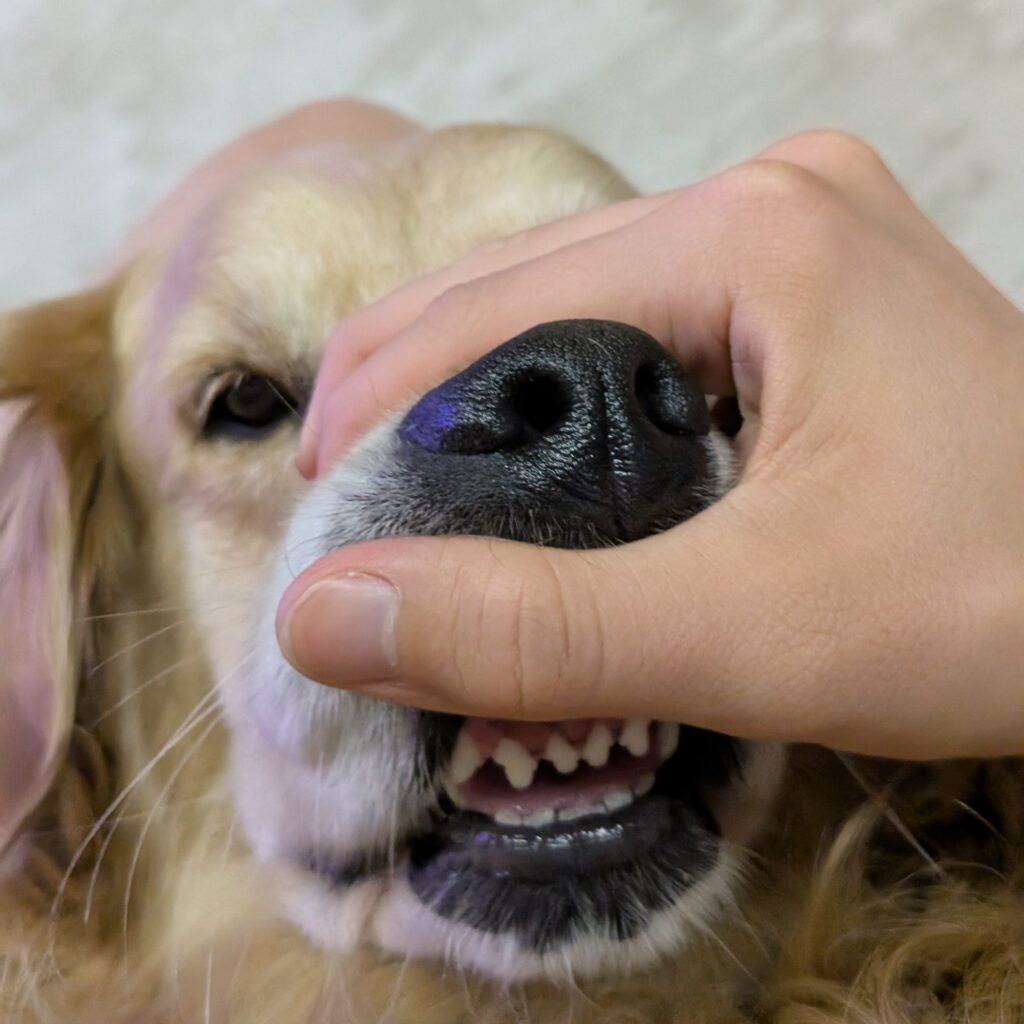 Gros plan amusant sur le museau de Sunny, Golden Retriever mascotte de SIM32